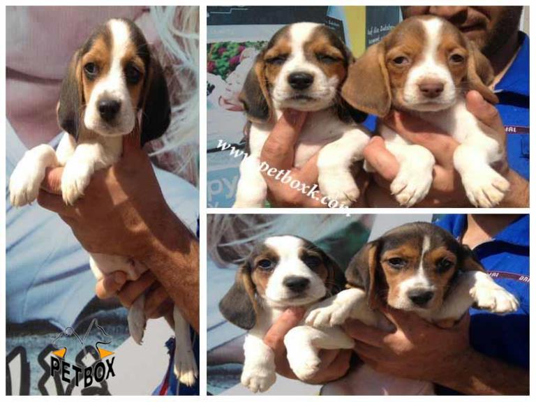  فروش توله های بیگل 2ماهه