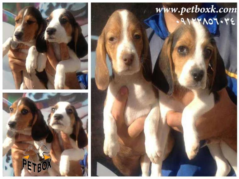 فروش توله های بیگل شیطون و بازیگوش