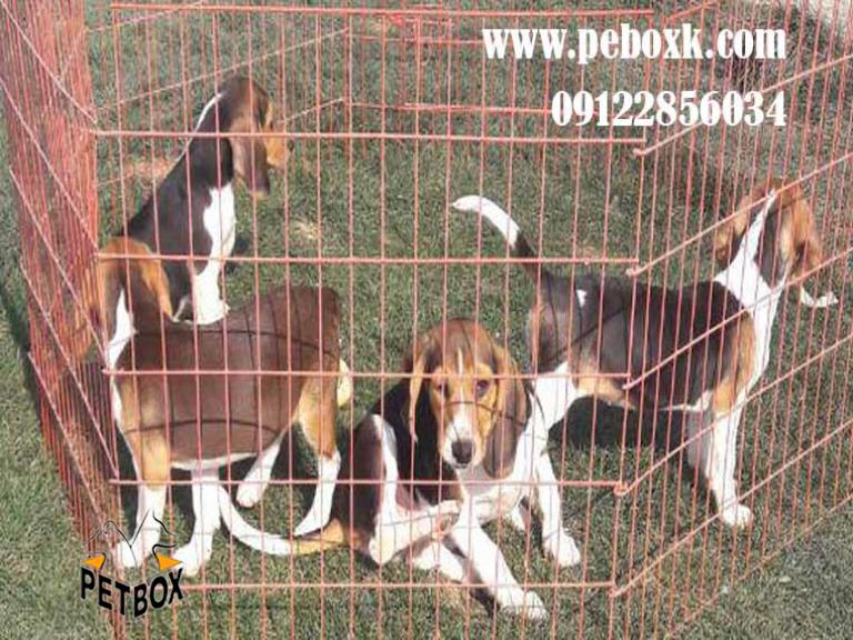  توله بیگل یک دوست باهوش