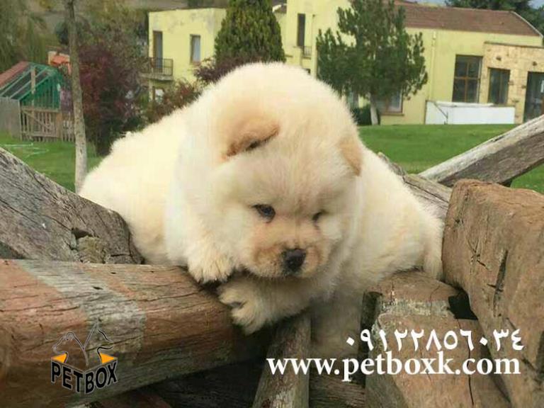  فروش چاوچاو وارداتی