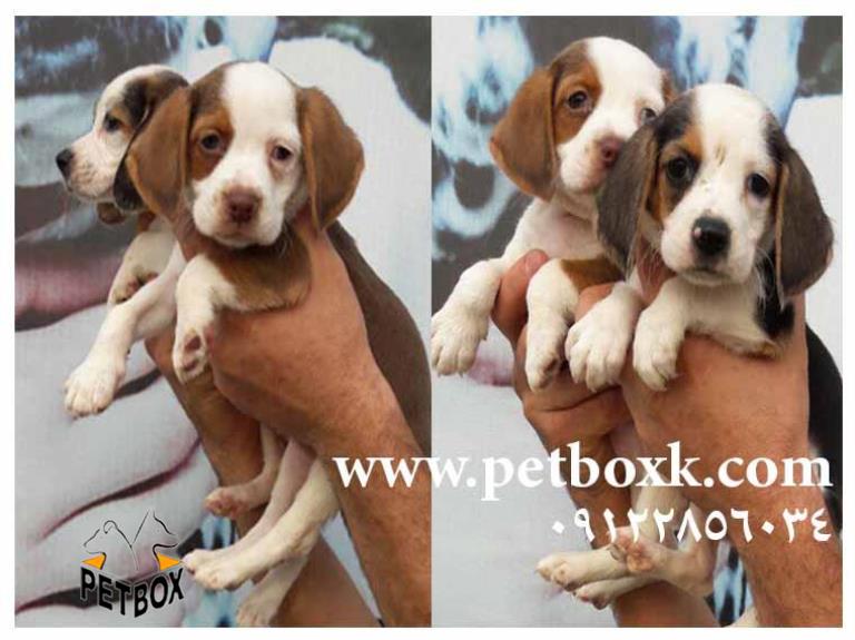  بیگل باهوش و بازیگوش