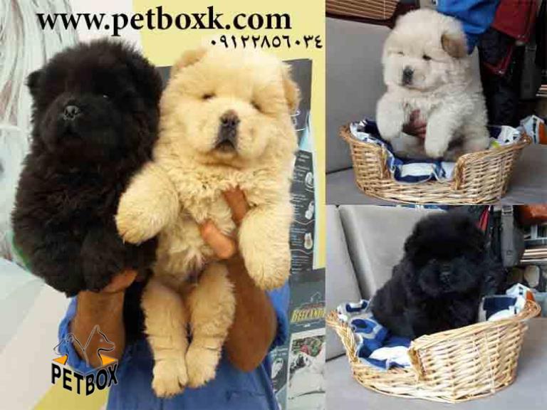  چاوچاو چاقالوی تپلی