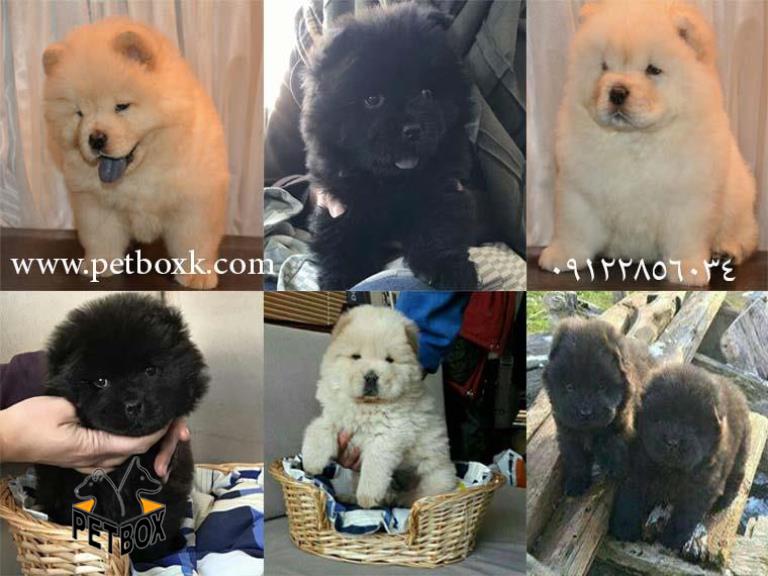  فروش چاو چاو سفید و مشکی یکدست