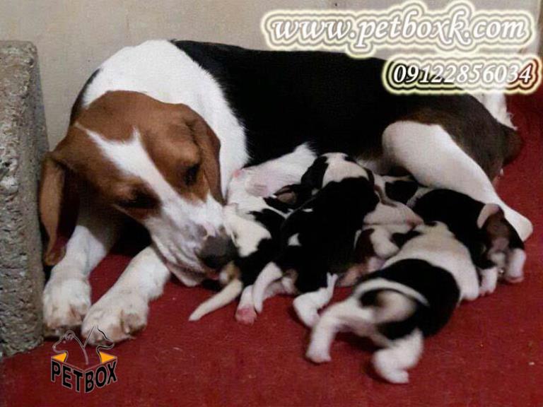 پیش فروش توله های 20 روزه بیگل