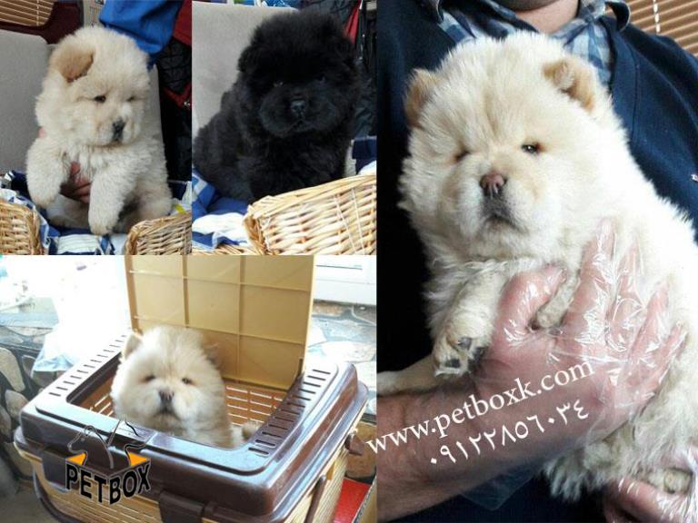  فروش چاوچاو تپلی