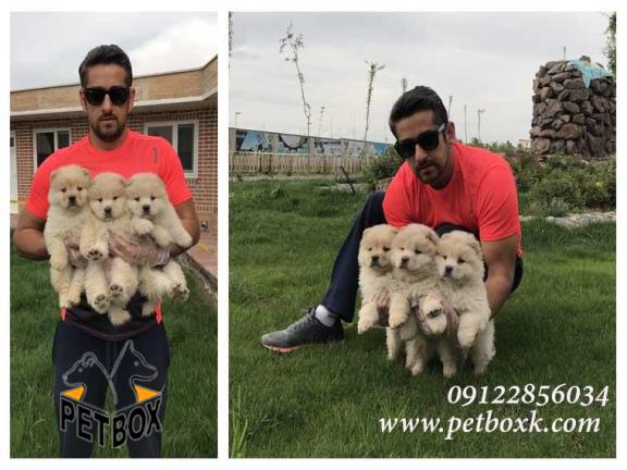  فروش چاوچاو وارداتی 2 ماهه