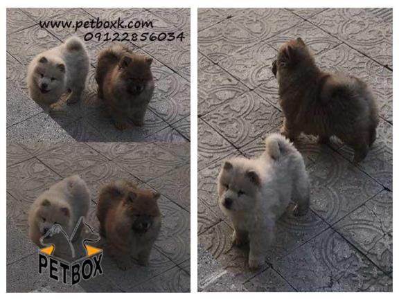  فروش چاوچاو پرتغالی 2.5 ماهه