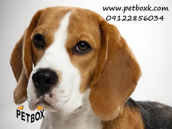  پیش فروش مجدد بیگل مجموعه پت باکس