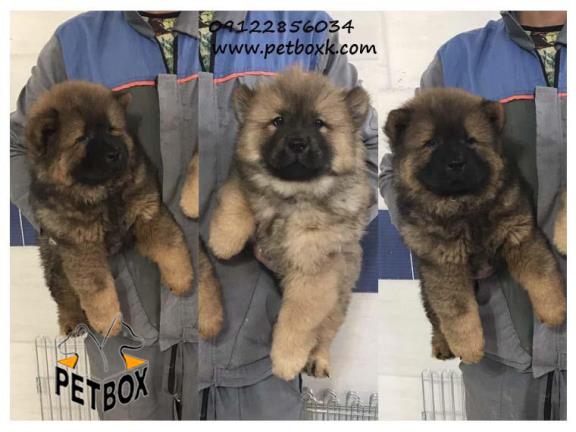  فروش چاوچاو پرتغالی رنگ