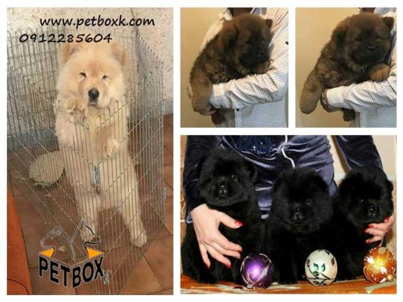  فروش چاوچاو وارداتی با تنوع رنگ