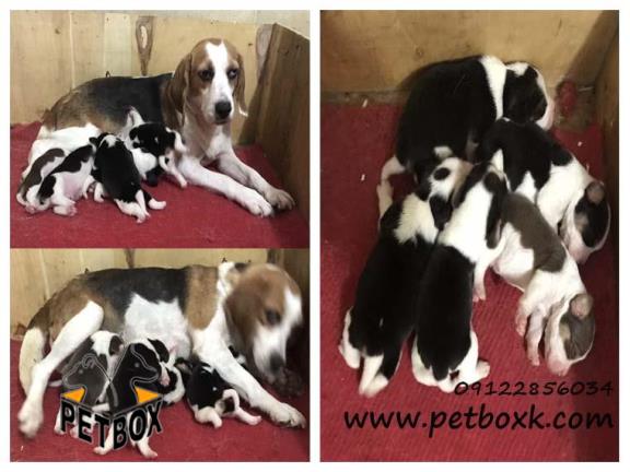  فروش توله بیگل 1 ماهه