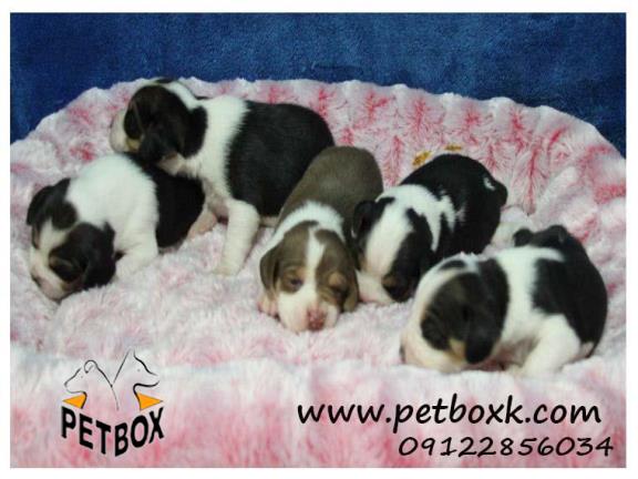  پیش فروش توله های بیگل