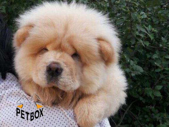 فروش چاوجاو وارداتی