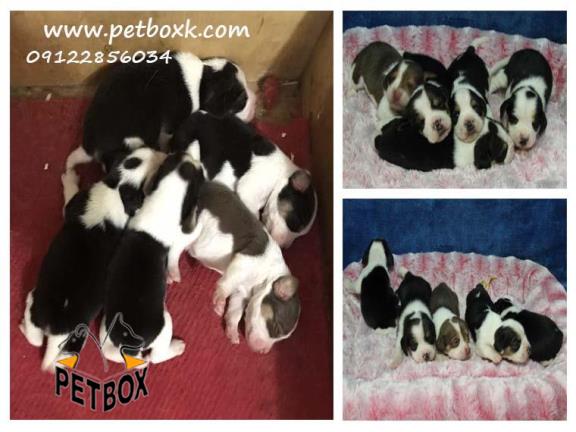  پیش فروش بیگل های مجموعه 