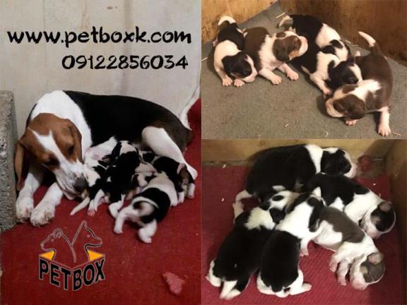  فروش بیگل های باهوش مجموعه پتباکس