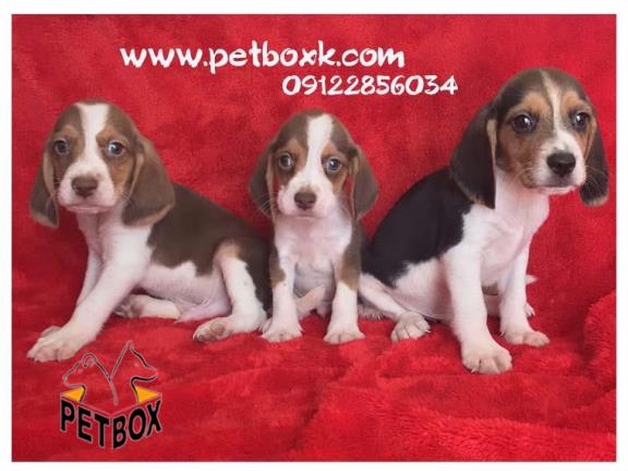  فروش توله های بیگل باهوش