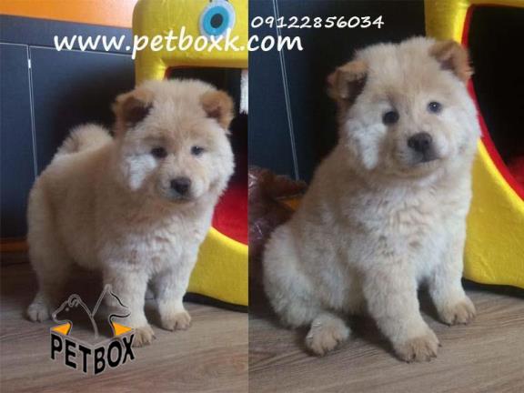  فروش چاوچاو ماده دوست داشتنی