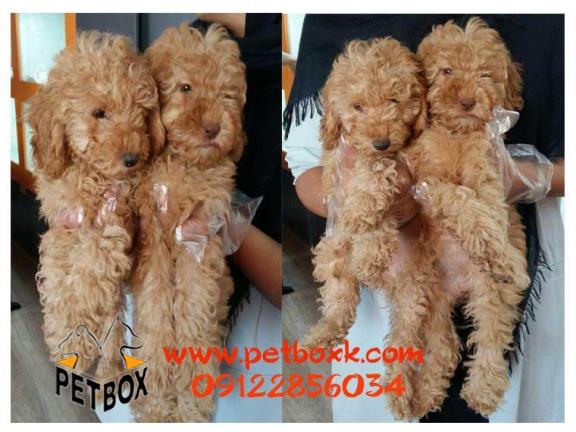  فروش پودل عروسکی مو فرفری