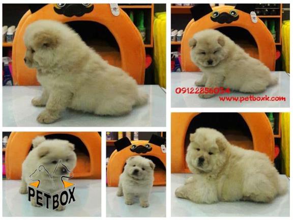 فروش توله چاوچاو کرم عسلی