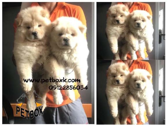  فروش قلقلی ترین نژاد سگ 