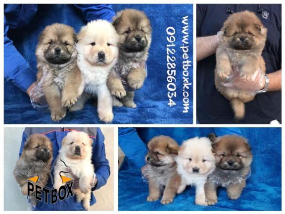 فروش خسته ترین نژاد دوست داشتنی