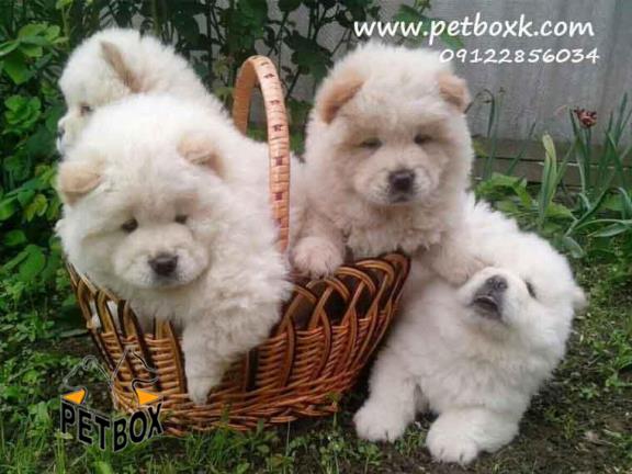 فروش چاوچاو های پرتقالی و سفید عسلی