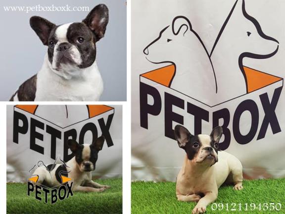 فروش فرنچ بولداگ شجاع و سرزنده