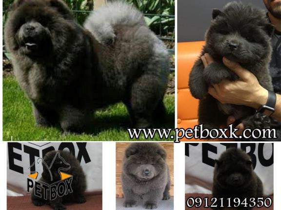 فروش توله چاوچاو خاص و کمیاب بلو