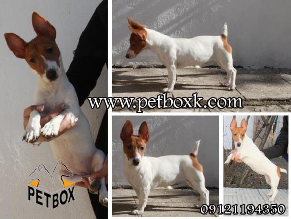 نژاد خاص و کمیاب جک راسل ( گوله انرژی )