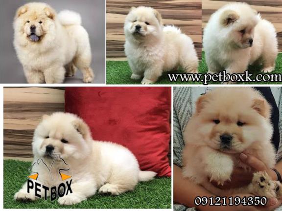 فروش توله های چاوچاو سفید عسلی با کیفیت عالی