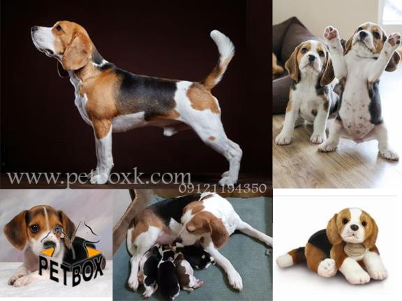 پیش فروش توله های بیگل گوش دراز