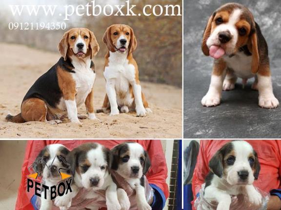 فروش توله هاى بيگل باهوش و جسور 
