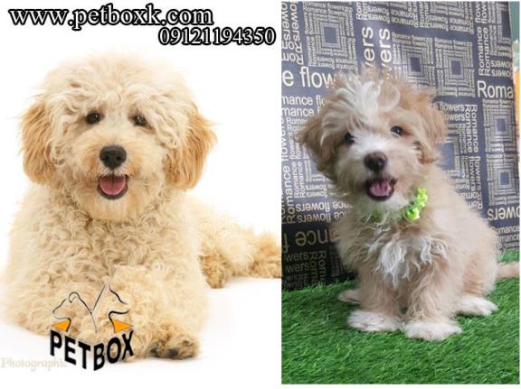 فروش پودل تریر شیطون و فرفری