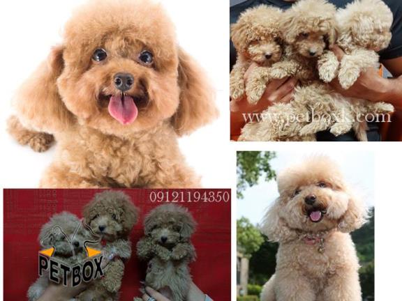 فروش توله های پودل عروسکی بامزه