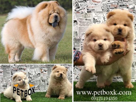 توله های زیبا و قِلقِلی چاوچاو