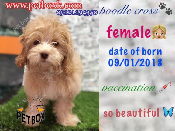 فروش توله پودل کراس طلایی و زیبا