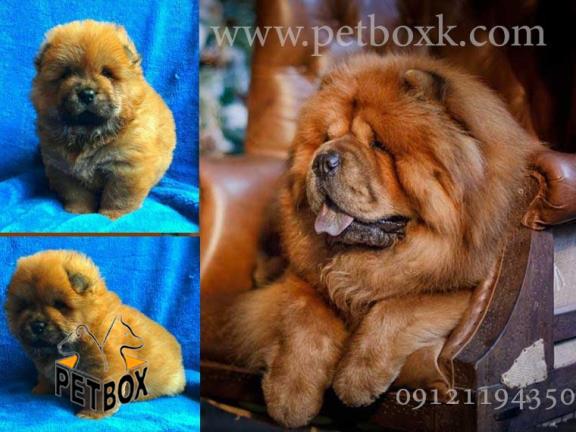 توله چاوچاو پرتقالی پرتقالی