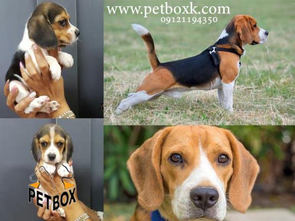 فروش توله هاى بيگل باهوش و رنگی 