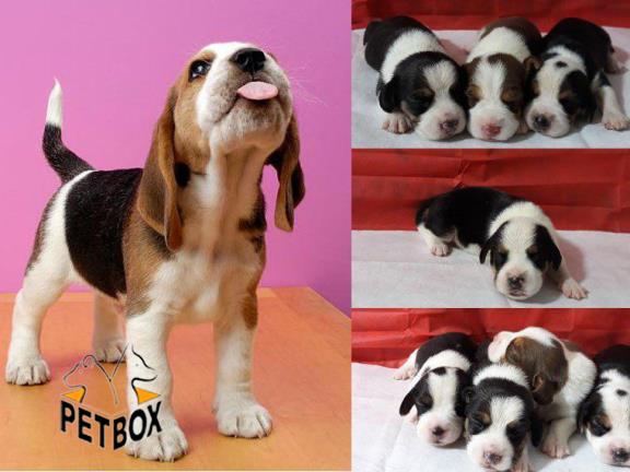 پیش فروش توله های خاص بیگل