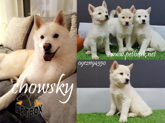 توله های گوگولی مگولی چاوسکی