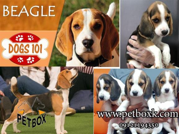 فروش توله های خاص و دوست داشتنی بیگل