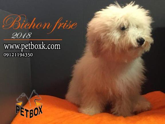 توله خاص و کمیاب بیچون فرایز