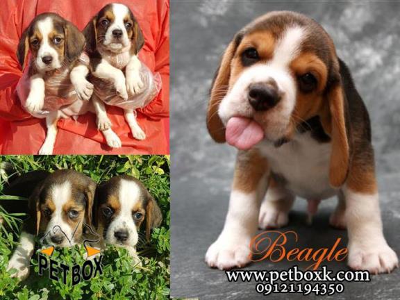 پیش فروش توله های بسیار دوست داشتنی بیگل