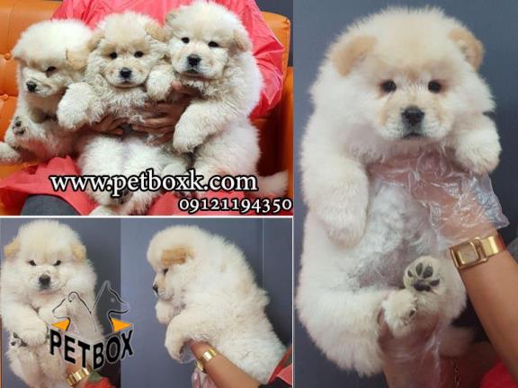 توله های چاقالو و قِلقِلی چاوچاو