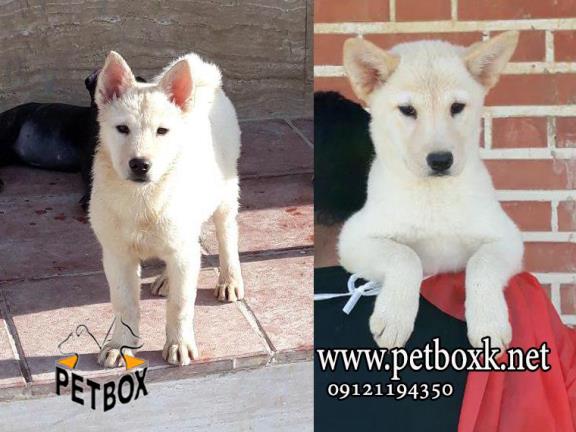 توله های زیبا از نژاد خاص چاوسکی