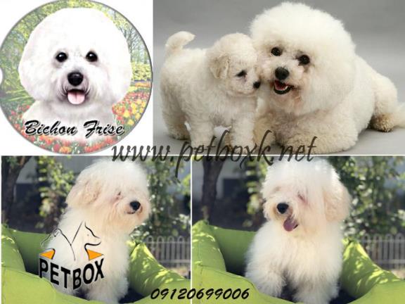 توله زیبا و بی نظیر بیچون فرایز