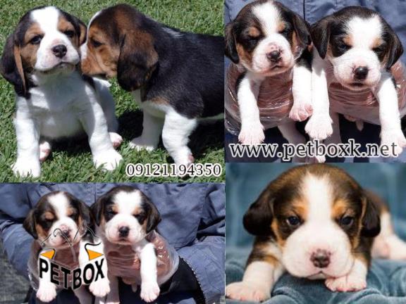 فروش توله های تری کالر بیگل