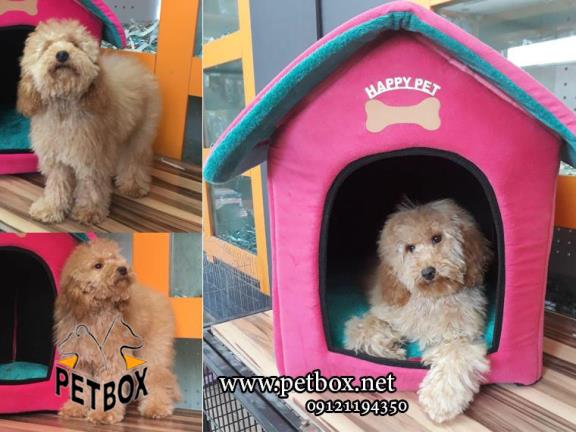 توله ی زیبا و عروسکی پودل