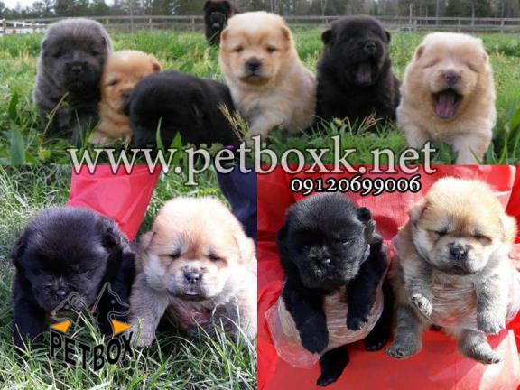 توله های زیبا و چاقالو چاوچاو