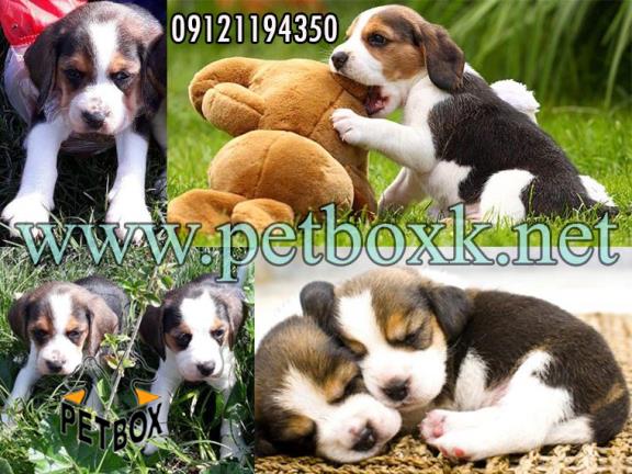 فروش توله های دوست داشتنی بیگل